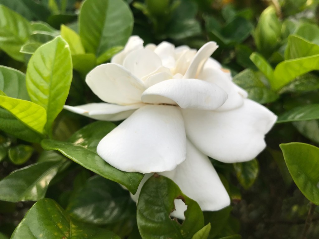 GARDENIAS