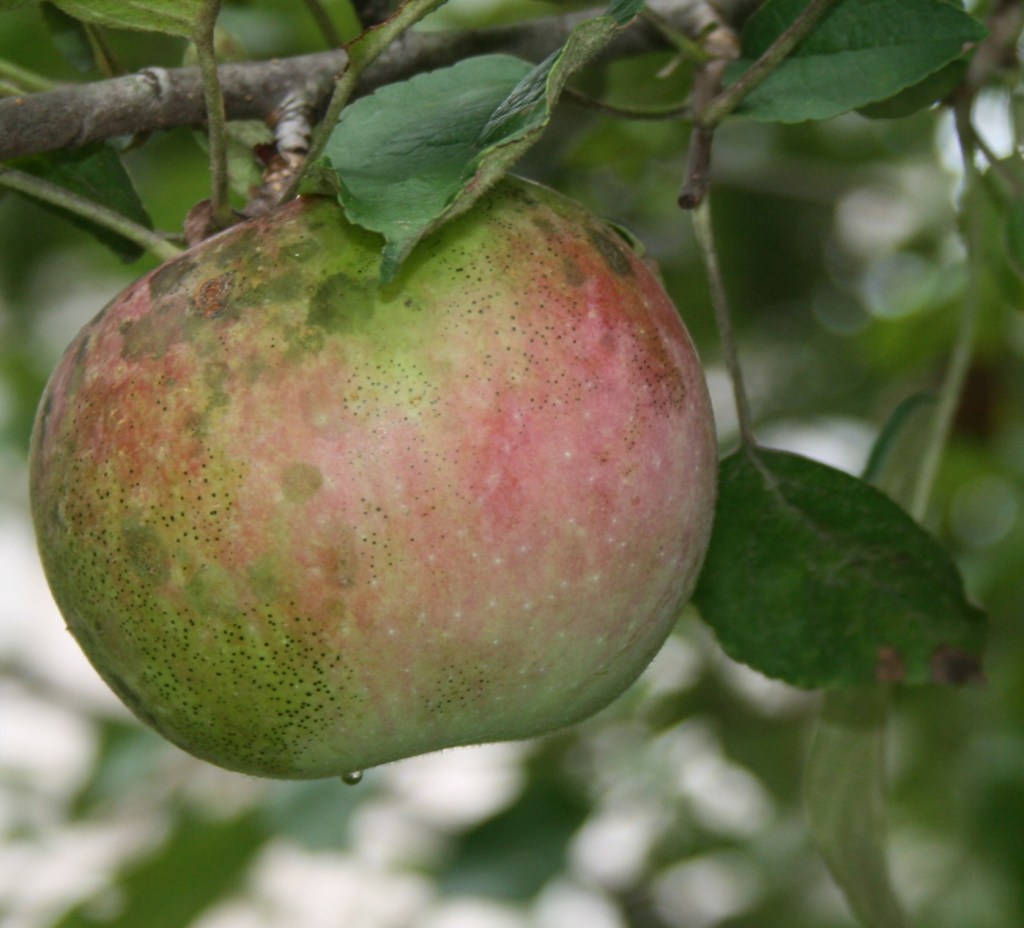 PLEDGE OF ALLEGIANCE