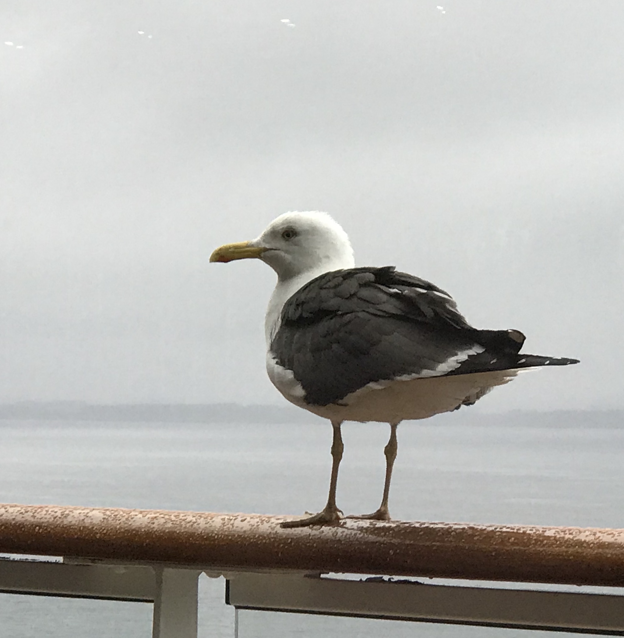 GULL